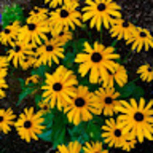 Meet your Posher, Leslie